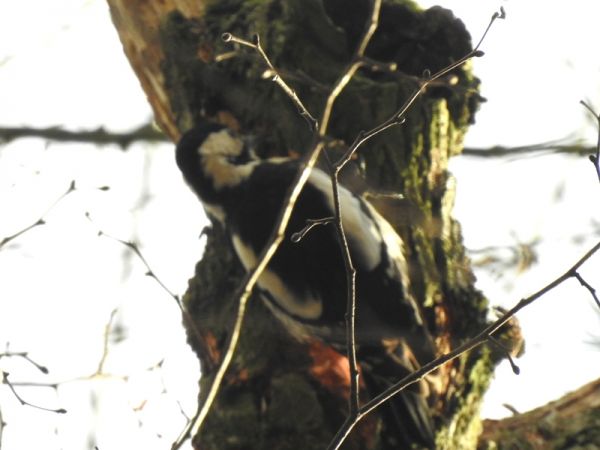 Blutspecht  - Magdalena Traciłowska