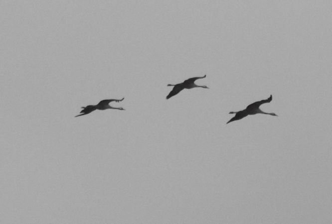 Kranich  - Sławomir Ligęza