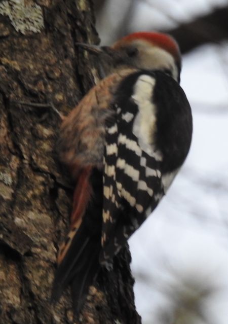 Mittelspecht  - Robert Wakulski