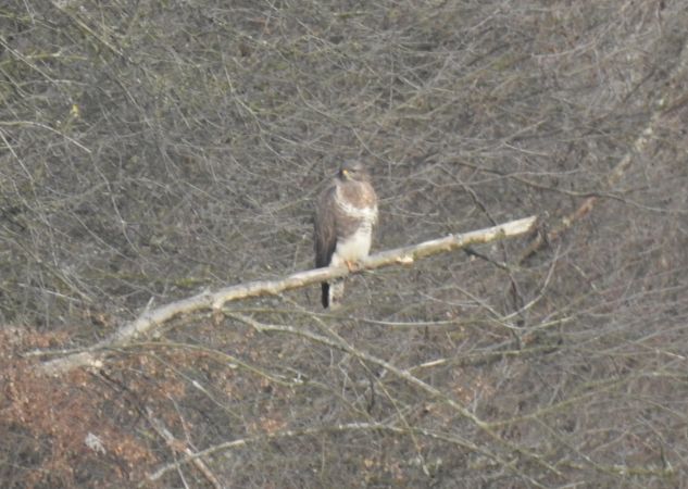 Mäusebussard  - Robert Wakulski