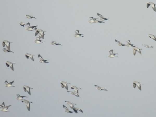 Hohltaube  - Robert Wakulski