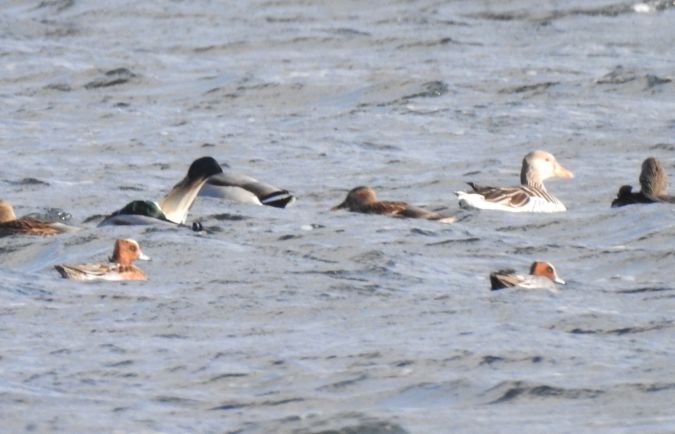 świstun  - Robert Wakulski