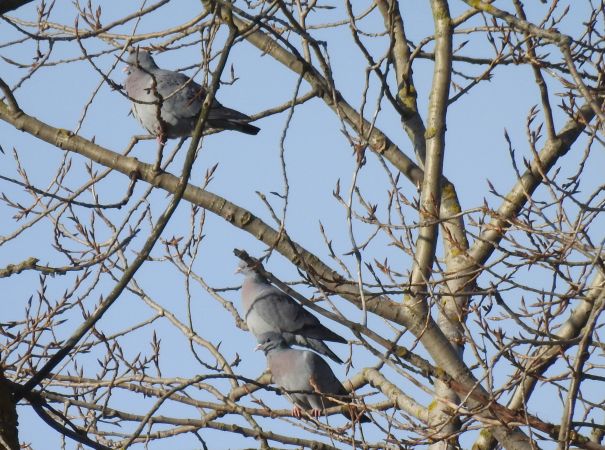 Hohltaube  - Robert Wakulski