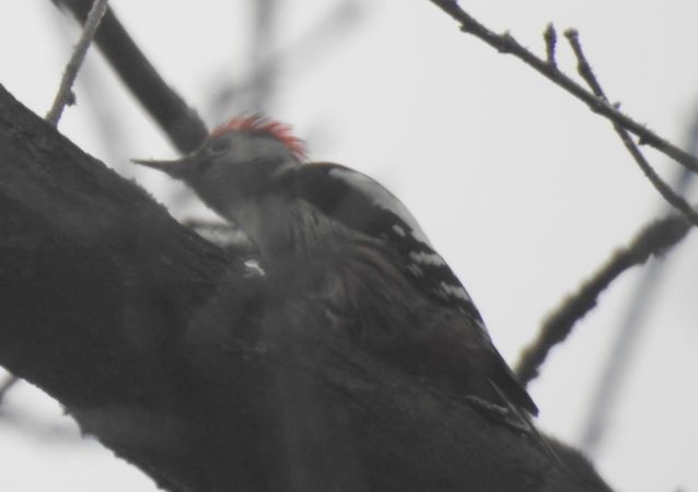 Mittelspecht  - Robert Wakulski