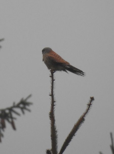 Common Kestrel  - Robert Wakulski