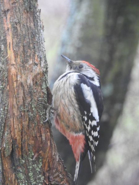 Mittelspecht  - Robert Wakulski