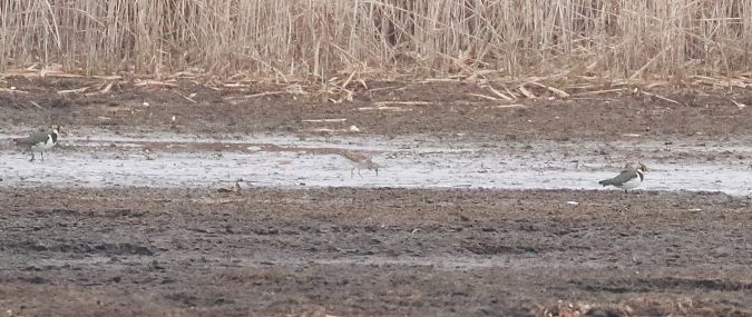 batalion  - Marcin Borowik