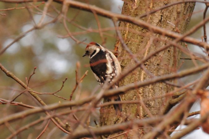 Mittelspecht  - Jarosław Stalenga