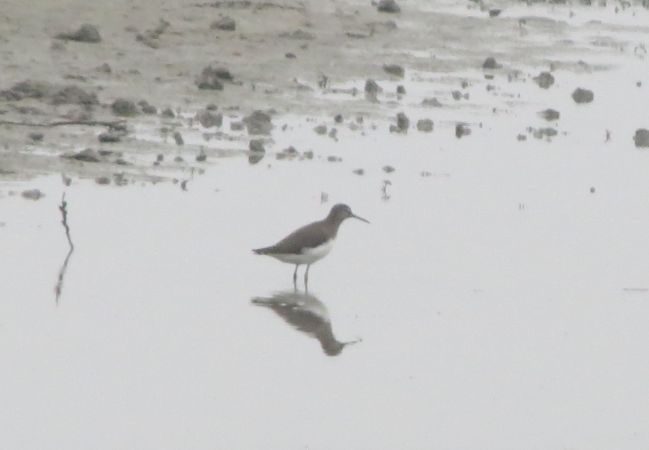 Green Sandpiper  - Wojciech Cichy