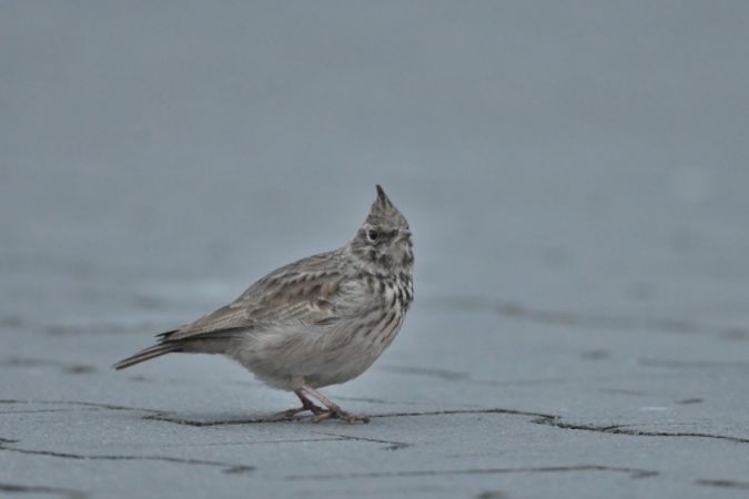 Haubenlerche  - Marcin Sołowiej