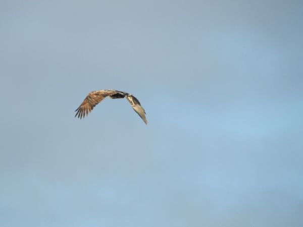 Pygargue à queue blanche  - Marta Ilkowska Nowak