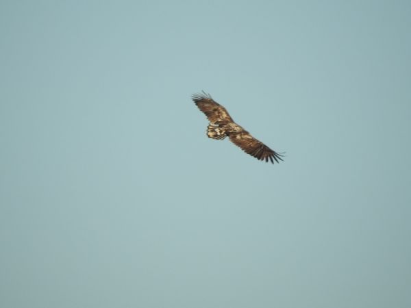 Pygargue à queue blanche  - Marta Ilkowska Nowak