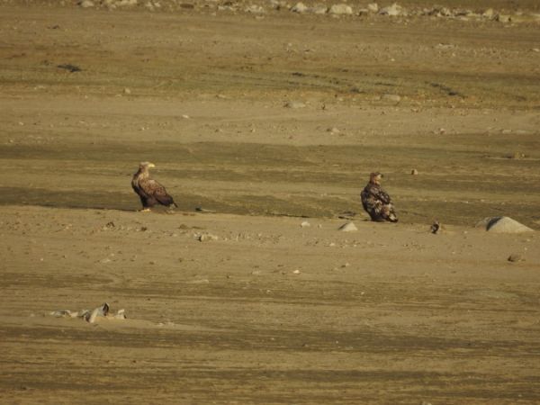 Seeadler  - Marta Ilkowska Nowak