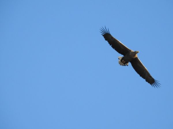 bielik  - Marta Ilkowska Nowak