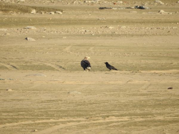 Seeadler  - Marta Ilkowska Nowak