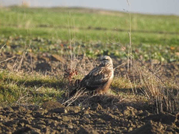 Buse pattue  - Marta Ilkowska Nowak