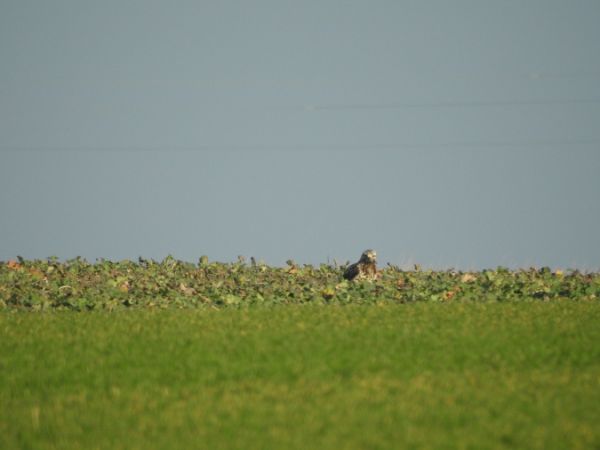 Raufussbussard  - Marta Ilkowska Nowak