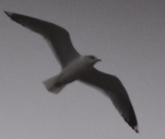 mewa siwa  - Hanna Żelichowska