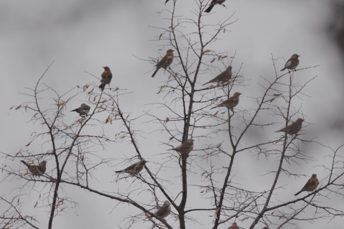 Wacholderdrossel  - Hanna Żelichowska
