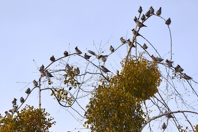 Seidenschwanz  - Hanna Żelichowska