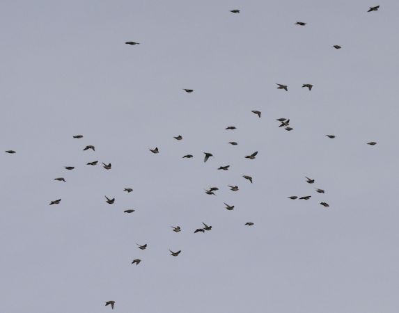 Jaseur boréal  - Hanna Żelichowska