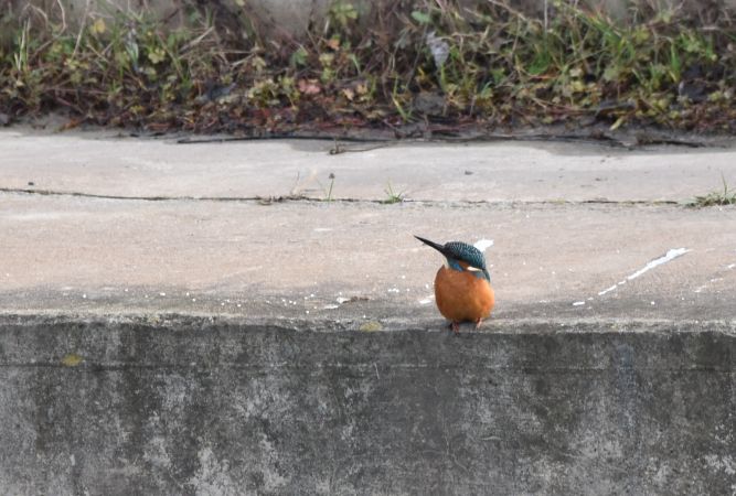 zimorodek  - Hanna Żelichowska