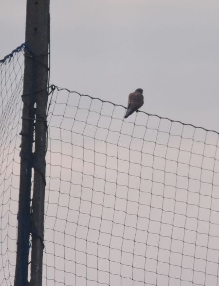 pustułka  - Hanna Żelichowska