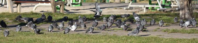 gołąb miejski  - Hanna Żelichowska