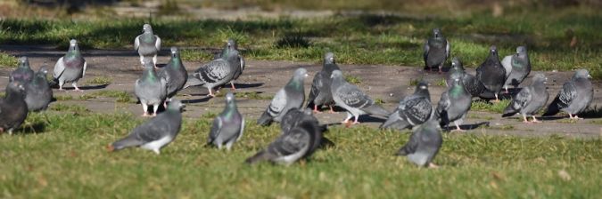 gołąb miejski  - Hanna Żelichowska