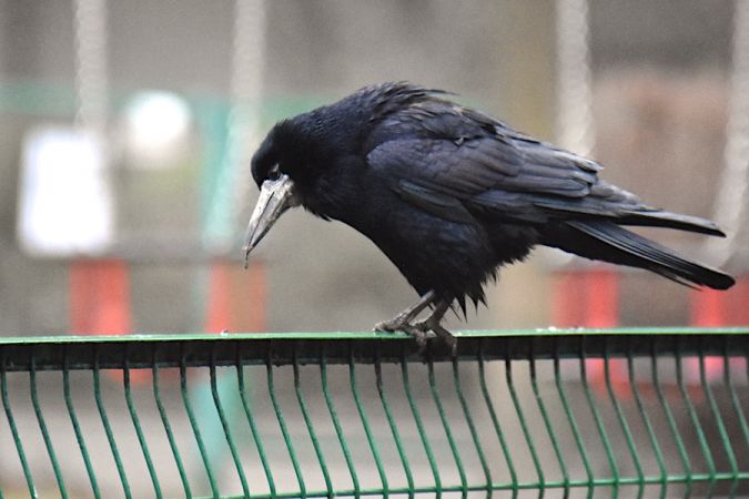 Corbeau freux  - Hanna Żelichowska