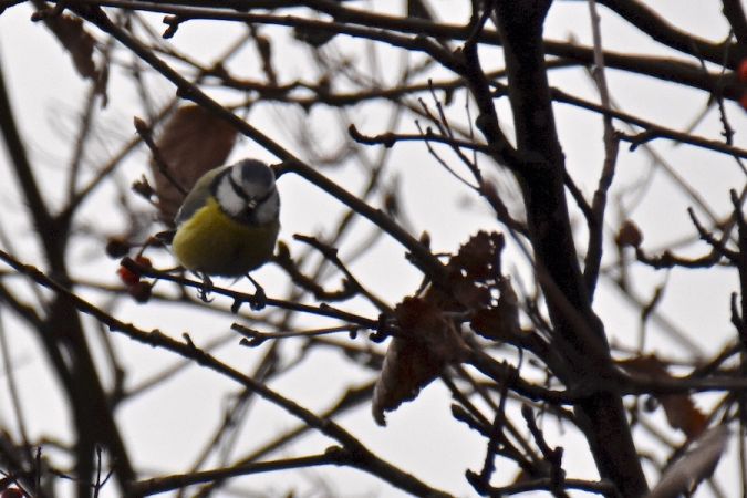 Blaumeise  - Hanna Żelichowska