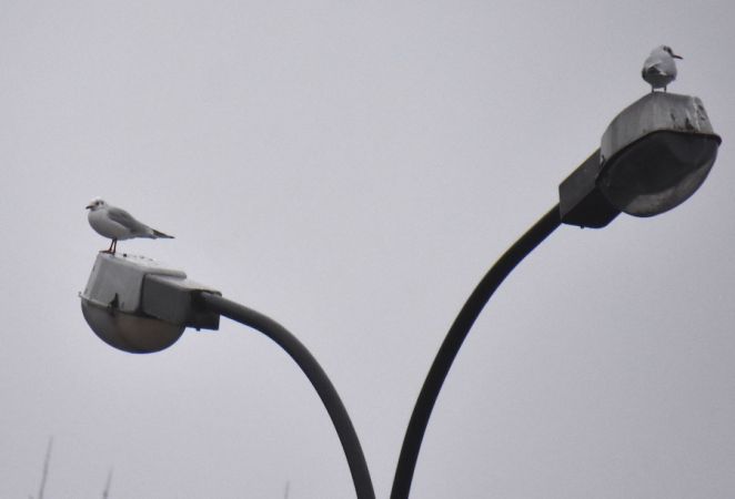 Black-headed Gull  - Hanna Żelichowska