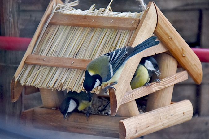 Great Tit  - Hanna Żelichowska