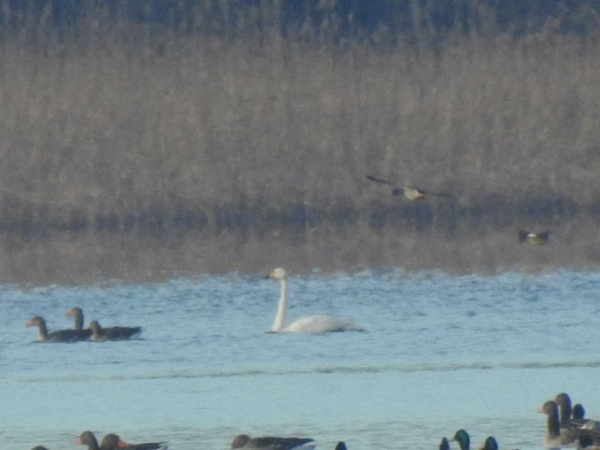 Singschwan  - Amanda Zinkow