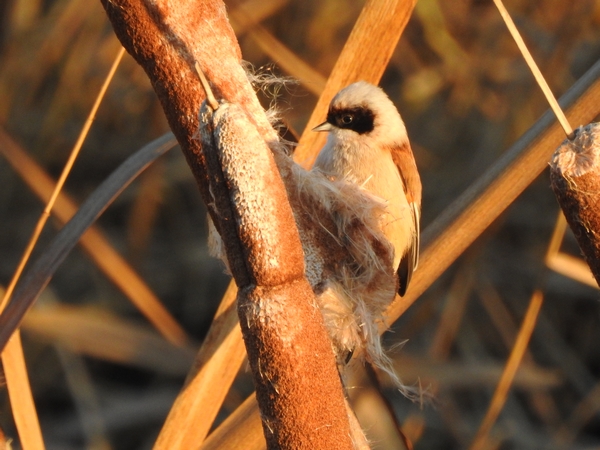 Beutelmeise  - Amanda Zinkow