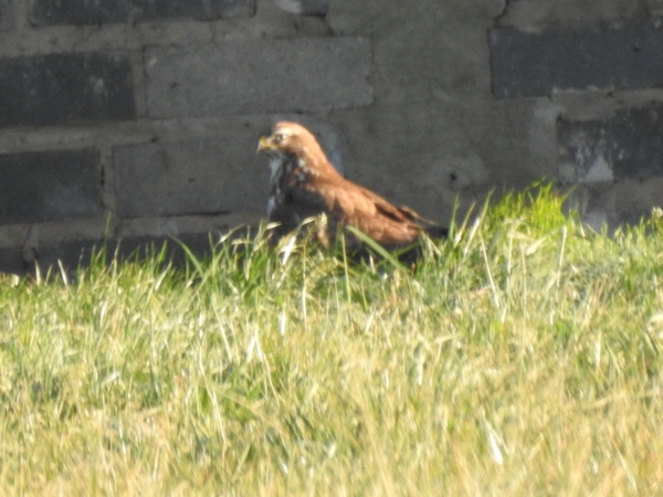 Buse variable  - Amanda Zinkow