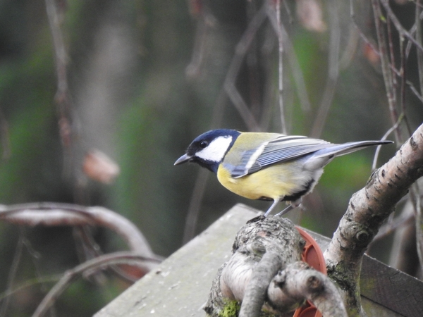 Kohlmeise  - Amanda Zinkow