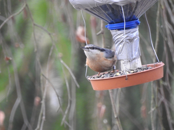 Sittelle torchepot  - Amanda Zinkow