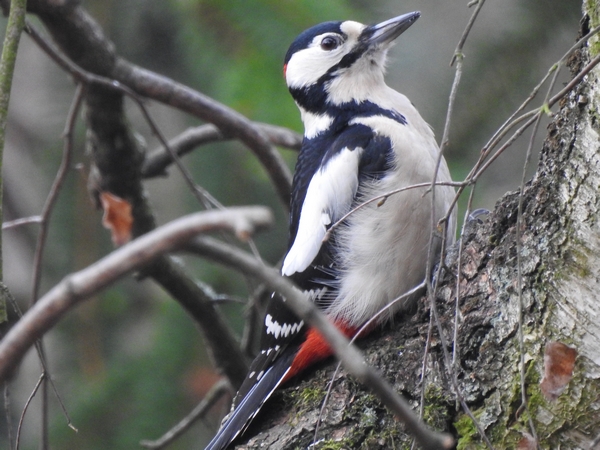 dzięcioł duży  - Amanda Zinkow