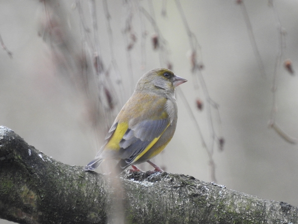 dzwoniec  - Amanda Zinkow