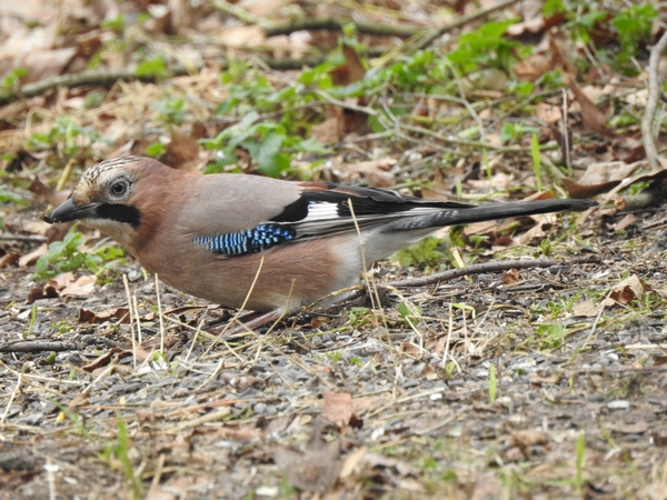 Eichelhäher  - Amanda Zinkow