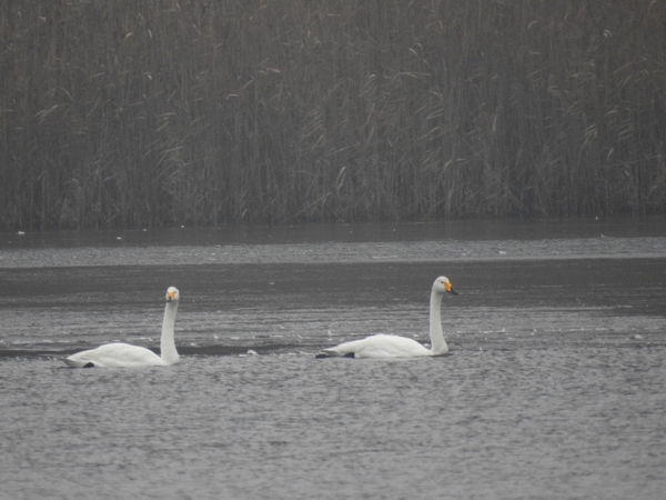 Singschwan  - Amanda Zinkow