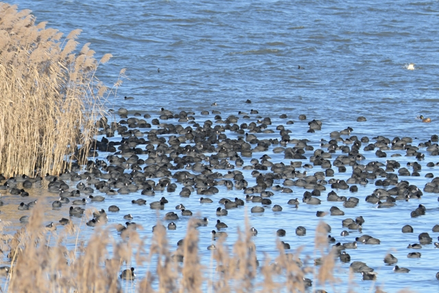 Blässhuhn  - Małgorzata Kiżewska
