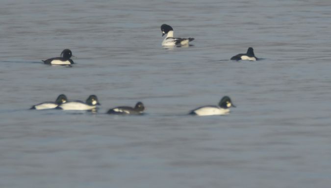 gągoł  - Małgorzata Kiżewska
