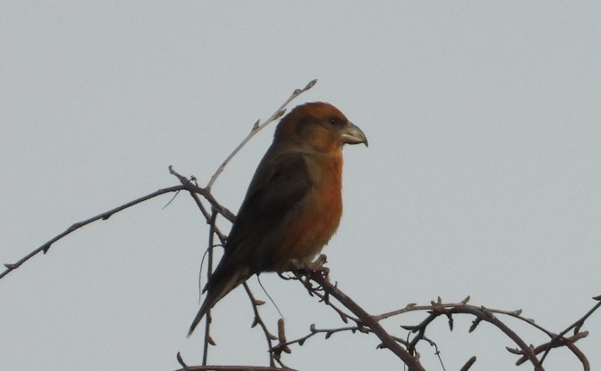 Fichtenkreuzschnabel  - Marek Karwowski