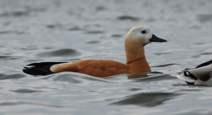 Ruddy Shelduck  - Marek Karwowski