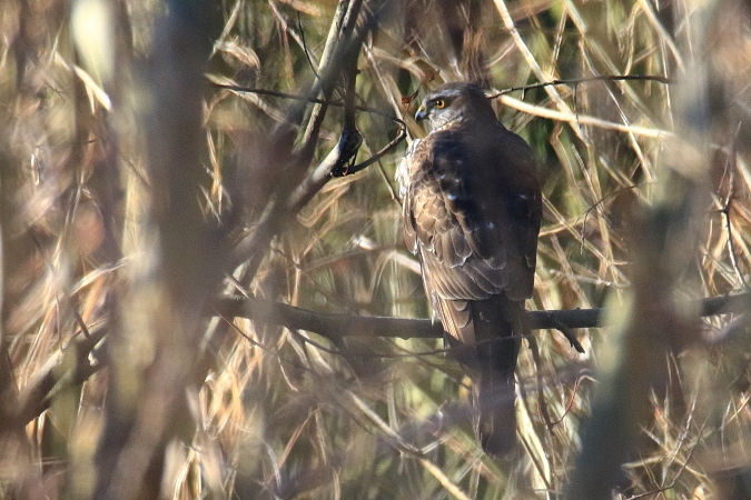 Eurasian Sparrowhawk 