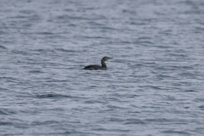 Gelbschnabeltaucher  - Marek Cieszyński