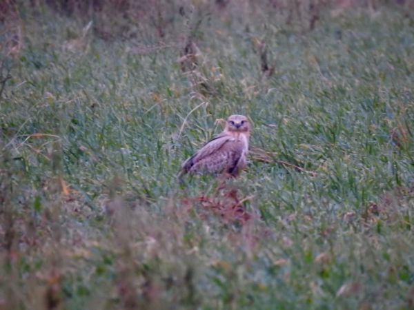 kurhannik  - Jarosław Słowikowski