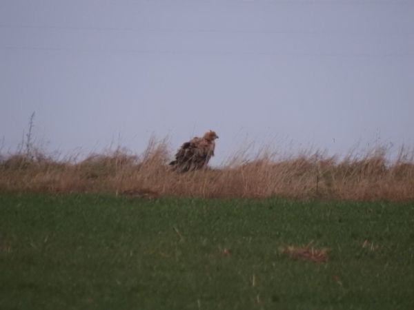 kurhannik  - Jarosław Słowikowski